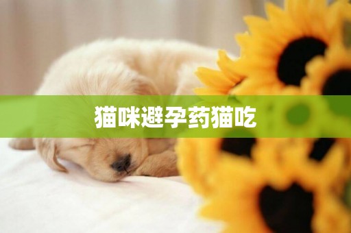 猫咪避孕药猫吃